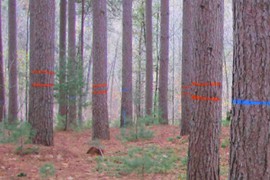 timber sales surety bond